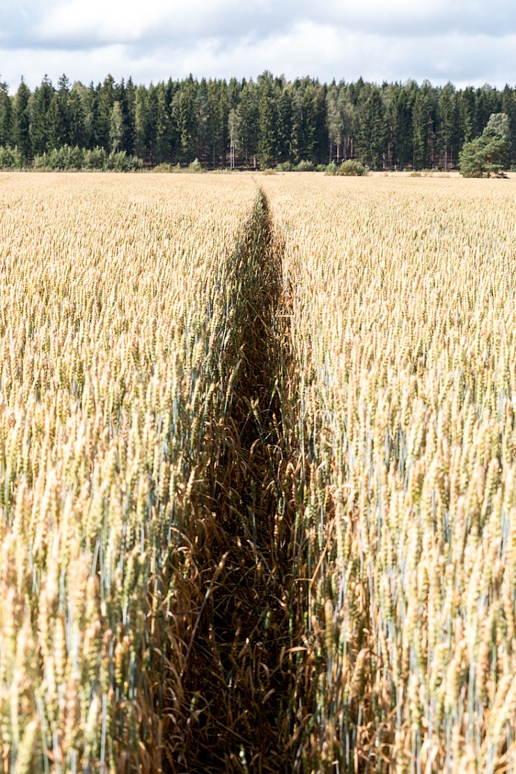 Kannattavuutta erikoistumalla siementuotantoon