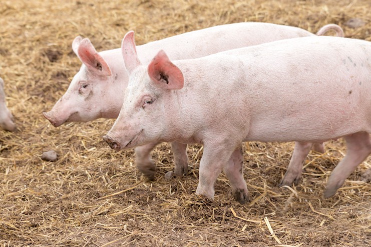 Eläinterveys voimavarana - ratkaisuja sikatilojen arkeen