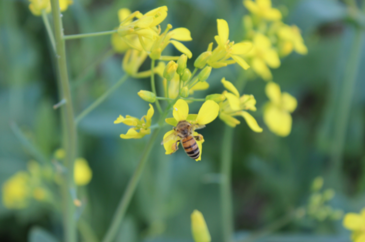 Kiinnostaako mehiläistarhauksen kehittäminen? – Lähde mukaan Mehiläistalouden kasvupolulle!