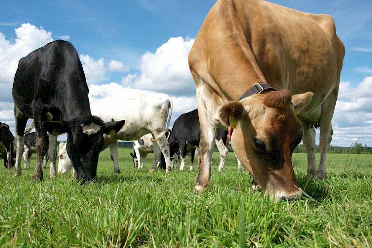 Opinto- ja tutustumismatka Tanskaan tarjoaa näkymiä huippuluokan lypsykarjatalouteen