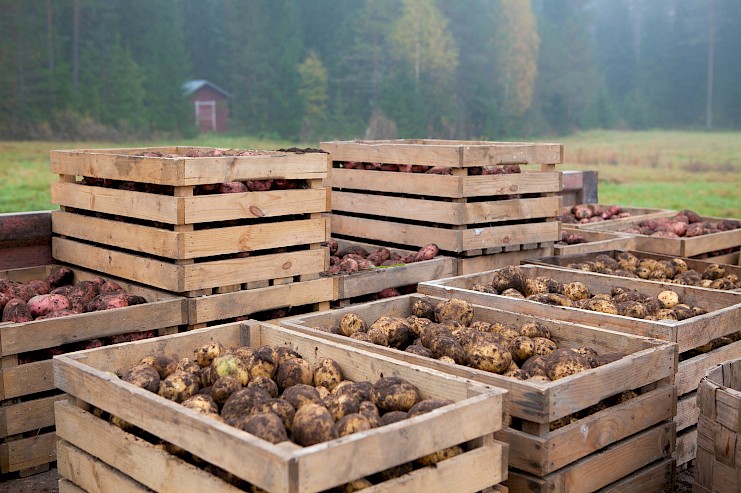 Peruna-ankeroinen kulkee mullan mukana – huomiot sadonkorjuuseen